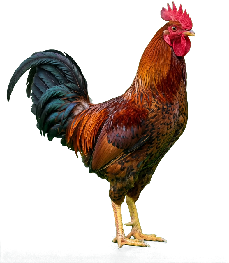 A desi cockerel standing tall, copper plumage and dark iridescent tail